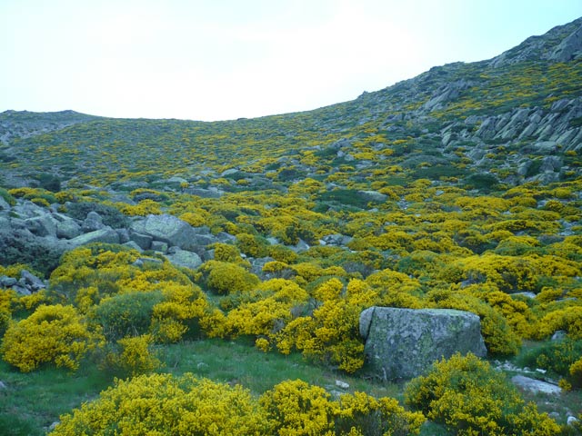 La tundra con sus típicos arbustos enanos